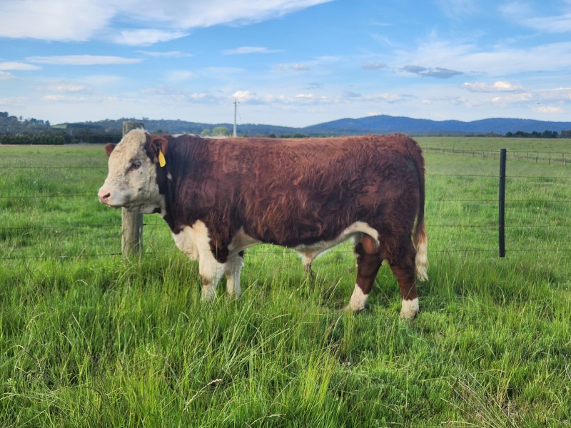 Poll Hereford Stud Bull for sale