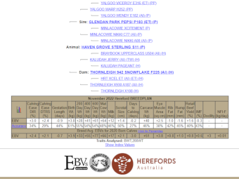 Poll Hereford Stud Bull for sale