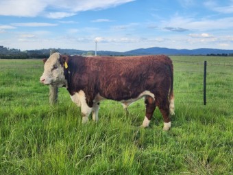 Poll Hereford Stud Bull for sale