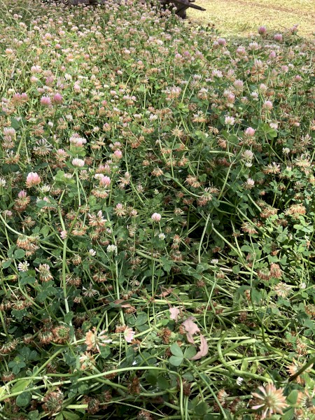 230 x Pure Clover Silage Rolls