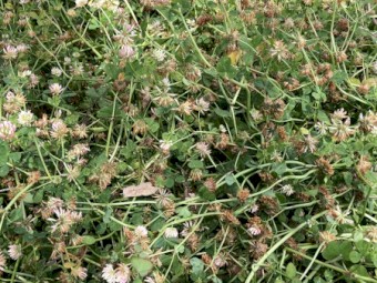 230 x Pure Clover Silage Rolls