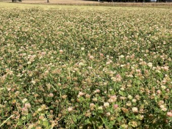 230 x Pure Clover Silage Rolls