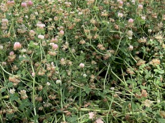 230 x Pure Clover Silage Rolls