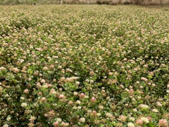 230 x Pure Clover Silage Rolls