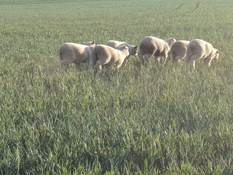 First Cross Lamb Killers