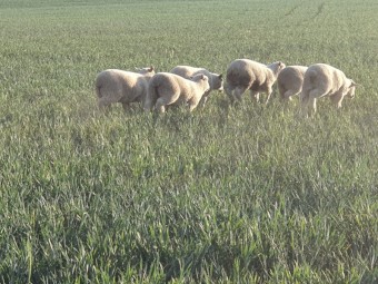 First Cross Lamb Killers