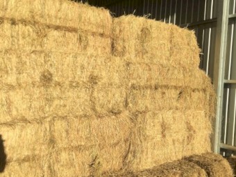 2022 Season Rye Grass Hay, 230 Square Bales 3 x 3 x 8, approx 350kg per bale or 80 Tonne,  