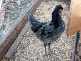 Blue Araucana & White Olive egger