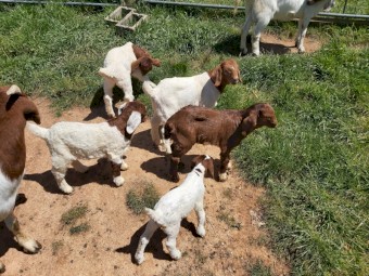 Boer goats available 