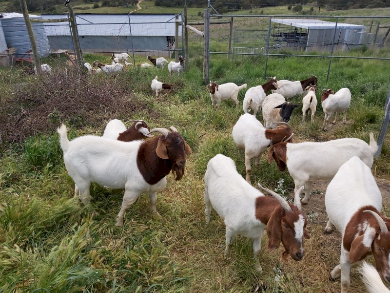 Boer goats available 