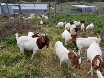 Boer goats available 