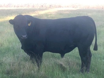 Bulls Limousin Polled Black and Apricot 