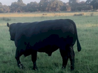 Bulls Limousin Polled Black and Apricot 