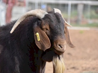 Registered Full Blood Kalahari Red Buck- HARALD