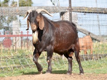 Registered Full Blood Kalahari Red Buck- HARALD