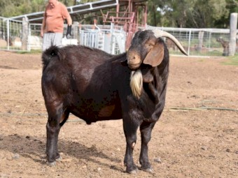 Registered Full Blood Kalahari Red Buck- HARALD