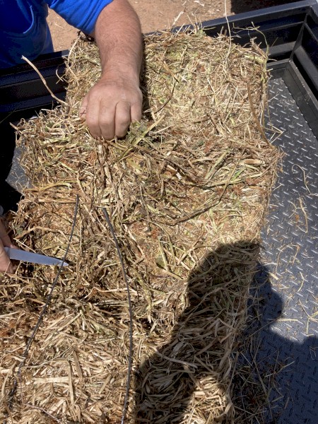 Clover/Rye Hay small squares 