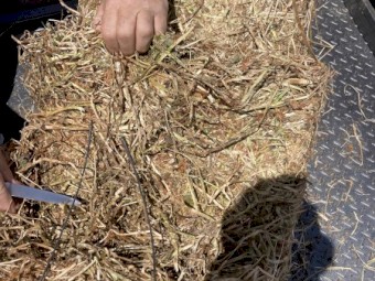 Clover/Rye Hay small squares 