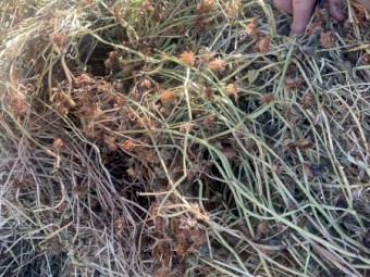 Clover/Rye Hay small squares 