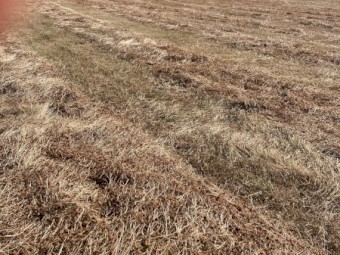 Clover/Rye Hay small squares 