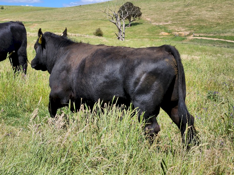 Australian Heritage Angus Bulls (Registrable)