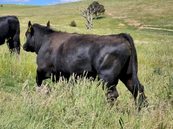 Australian Heritage Angus Bulls (Registrable)
