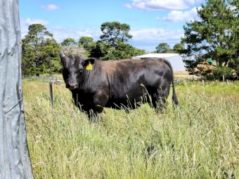 Australian Heritage Angus Bulls (Registrable)