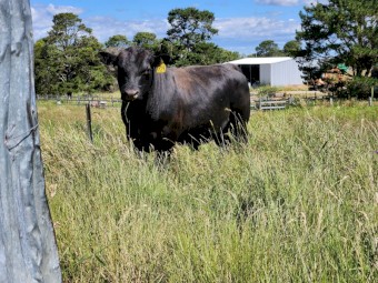 Australian Heritage Angus Bulls (Registrable)