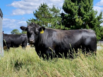 Australian Heritage Angus Bulls (Registrable)
