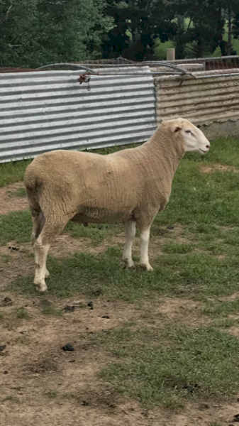 Maternal Composite Rams
