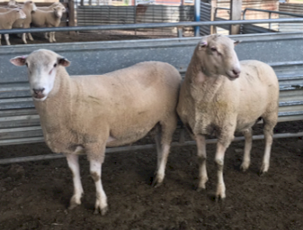 Maternal Composite Rams