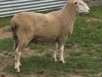 Maternal Composite Rams