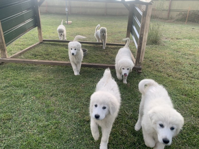 Maremma Sheepdog Puppies 