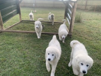 Maremma Sheepdog Puppies 