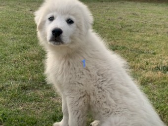 Maremma Sheepdog Puppies 
