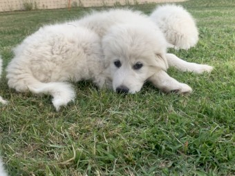 Maremma Sheepdog Puppies 