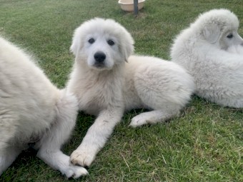 Maremma Sheepdog Puppies 