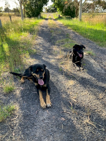 2 Kelpie / Collie 1 year old working dogs..