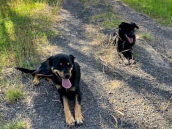 2 Kelpie / Collie 1 year old working dogs..