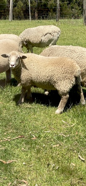Young ram for sale 