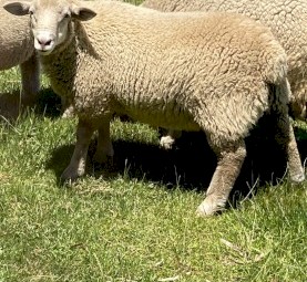Young ram for sale 