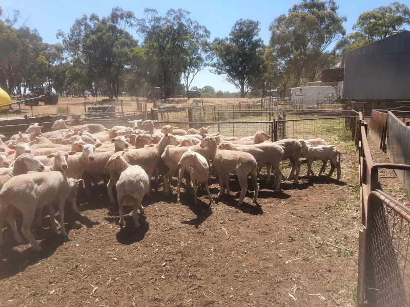 95 White Suffolk x Merino Ewes