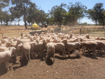95 White Suffolk x Merino Ewes