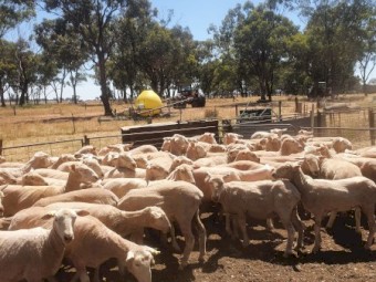95 White Suffolk x Merino Ewes