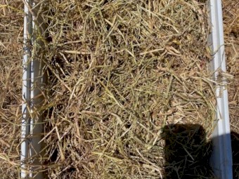 Clover Rye Hay 8x4x3 Bales (New Season 22/23)