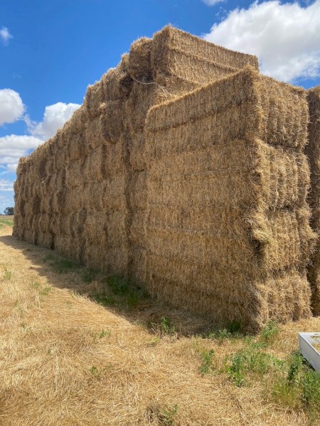 Clover Rye Hay 8x4x3 Bales (New Season 22/23)
