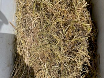 Clover Rye Hay 8x4x3 Bales (New Season 22/23)