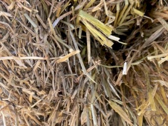 Clover Rye Hay 8x4x3 Bales (New Season 22/23)