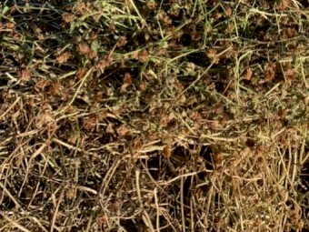 Balansa Clover Hay 425kg 5x4 Rolls