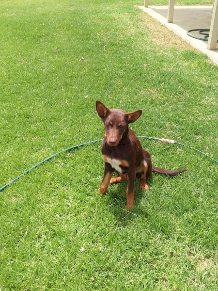 4 month old female r/t kelpie